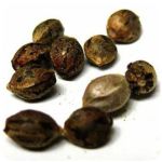 Семена марихуаны АК-47  (Seeds AK-47) в Фрязино